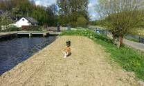 met de hondjes