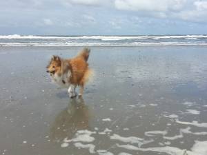 Ameland 2014