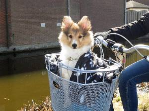 10 weken