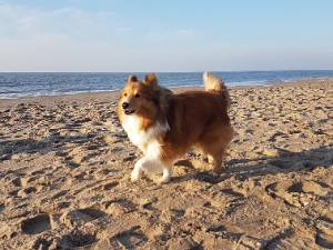 Kijkduin 2018