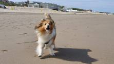 20190706_100852 uitwaaien Noordwijk